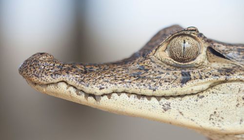 Close-up of lizard on branch