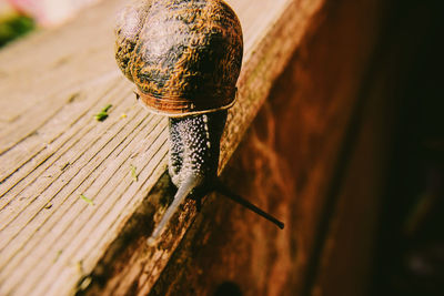 Close-up of snail on wood