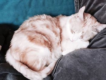 Cat sleeping on bed
