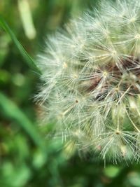 Close-up of dandelion