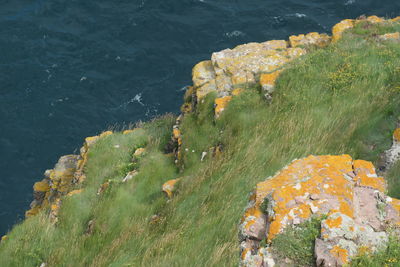 High angle view of sheep on rock by sea