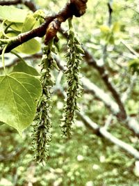 Close-up of fresh green plant