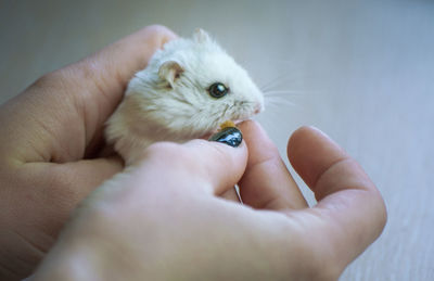 Close-up of hand holding white cat