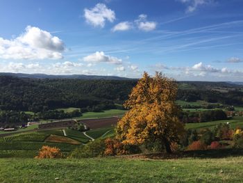 Scenic view of field against sky