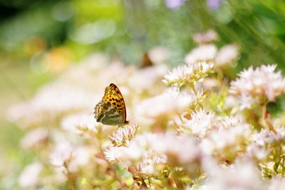 Close-up of butterfly pollinating on flower