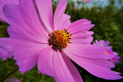 Close-up of insect on pink daisy flower