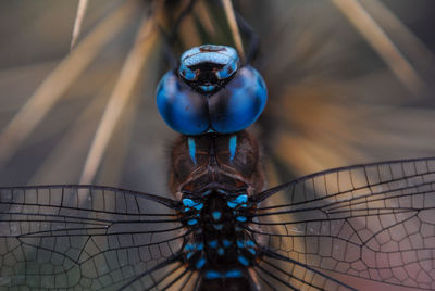 Macro of a dragonfly