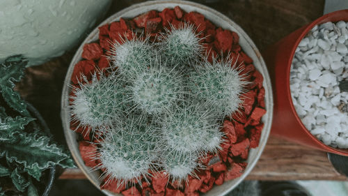 High angle view of succulent plant in pot