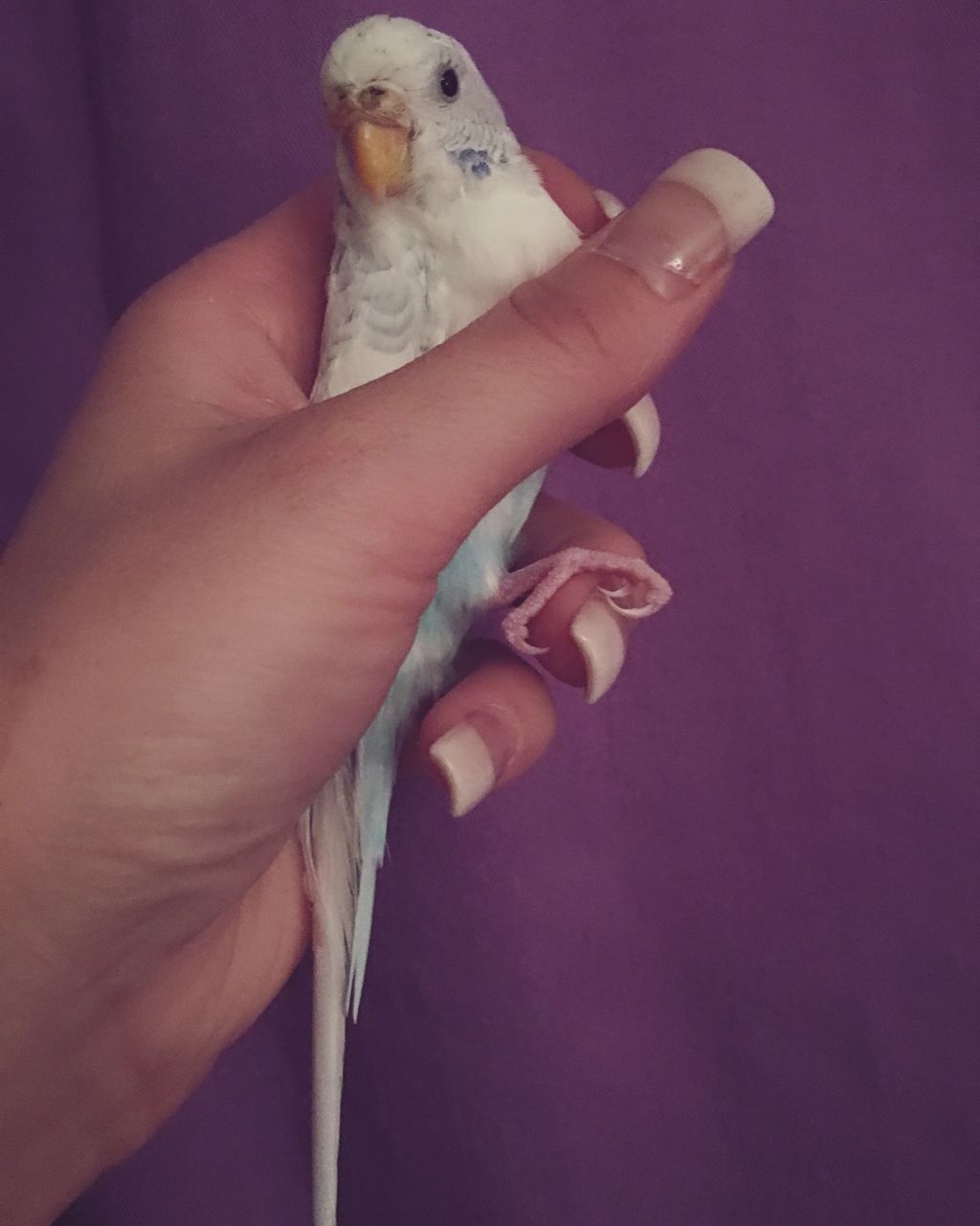 human hand, human body part, bird, one animal, animal themes, one person, budgerigar, pets, indoors, people, close-up, adults only, mammal, day, adult