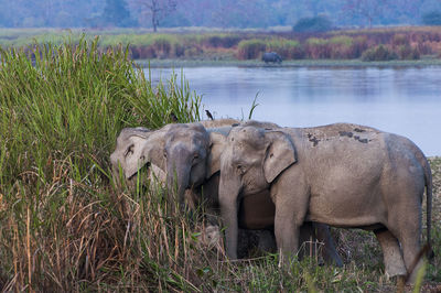 Elephants standing by lake