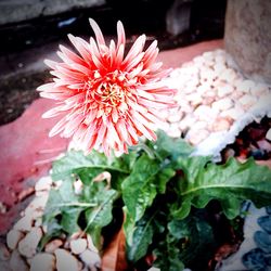 Close-up of flower blooming outdoors