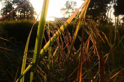 Close-up of fresh green grass in field