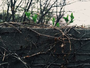 Close-up of bare branches against blurred background