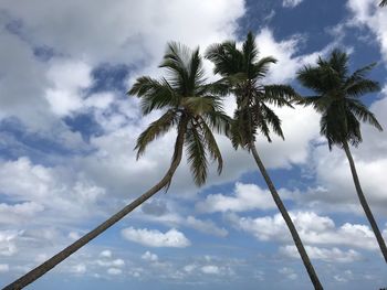 Low angle view of palm tree against sky