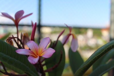 Close-up of pink flowers