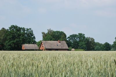 Scenic view of agricultural field against sky