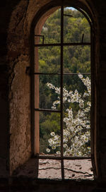 View of trees seen through window