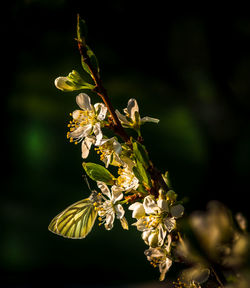 Close-up of flowering plant