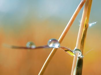 Close-up of water drops on plant