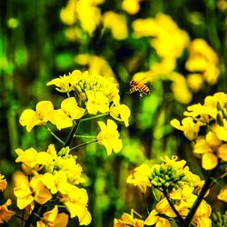 Close-up of bee pollinating on yellow flowers