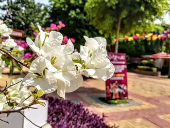 Close-up of purple flowers blooming outdoors