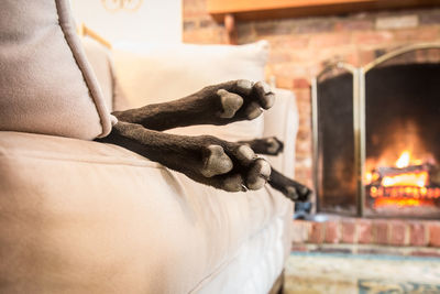 Cropped image of dog relaxing on couch against fireplace