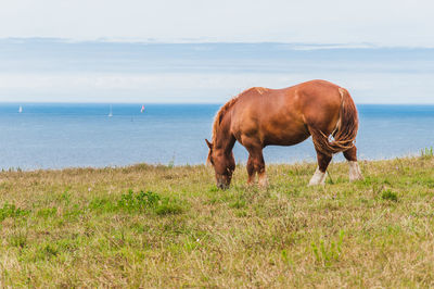Horse on field by sea against sky