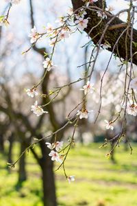 Close-up of cherry blossom on tree