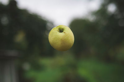 Close-up of apple on tree