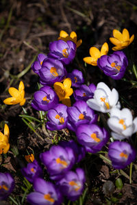 Close-up of purple crocus flowers