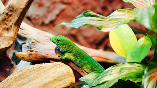 Close-up of bird perching on tree trunk