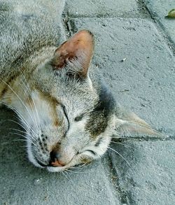 High angle view of cat