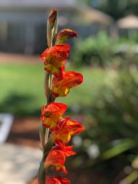 Close-up of red flower