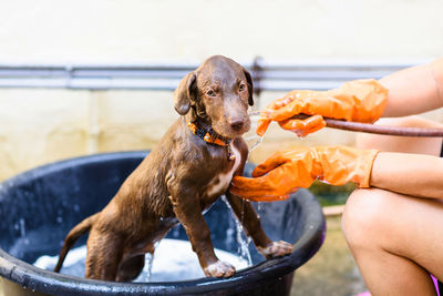 Midsection of person holding dog