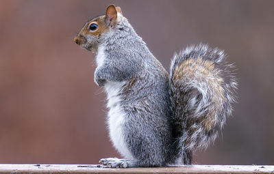 Close-up of squirrel