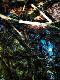 Full frame shot of tree trunk