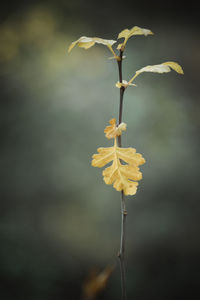 Close-up of wilted plant