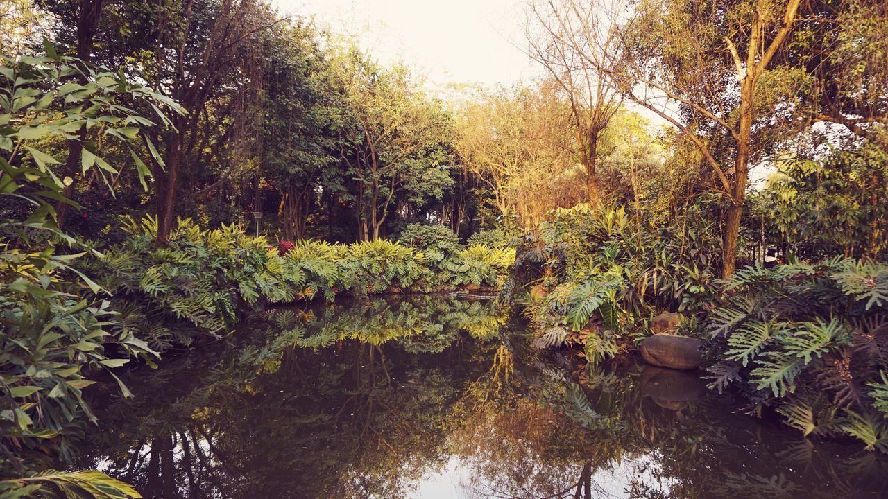 REFLECTION OF TREES IN WATER