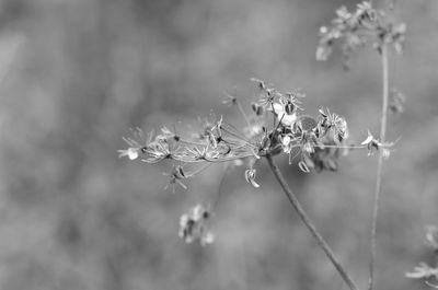 Close-up of white cherry blossom plant