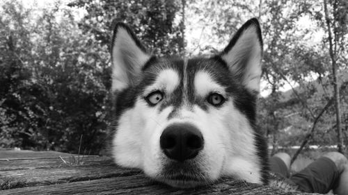 Close-up portrait of dog on tree