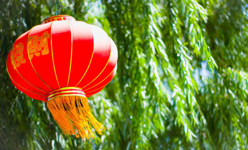 Low angle view of lanterns hanging on tree