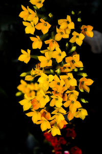 Close-up of yellow flowers blooming at night