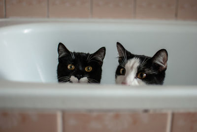 Close-up of kittens in bathtub