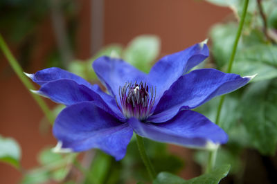 Close-up of purple flowering plant