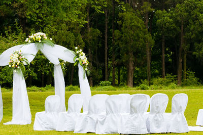 White flowers in a park