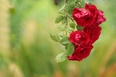 Close-up of red rose