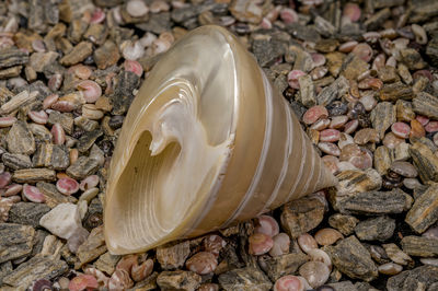 shell