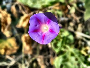 Close-up of purple flower blooming outdoors