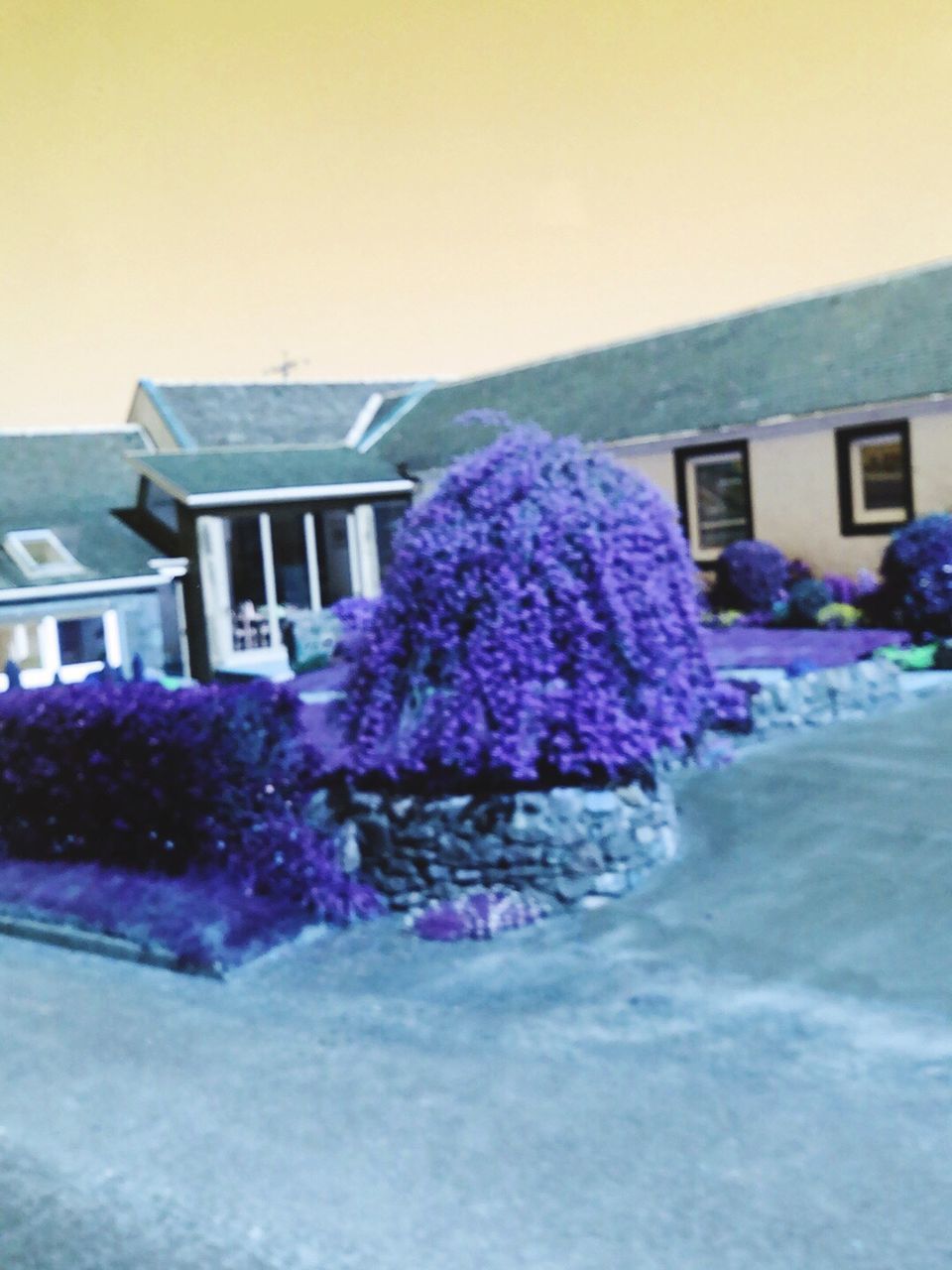 CLOSE-UP OF PURPLE FLOWER AGAINST HOUSE