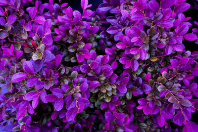 Full frame shot of purple flowering plants